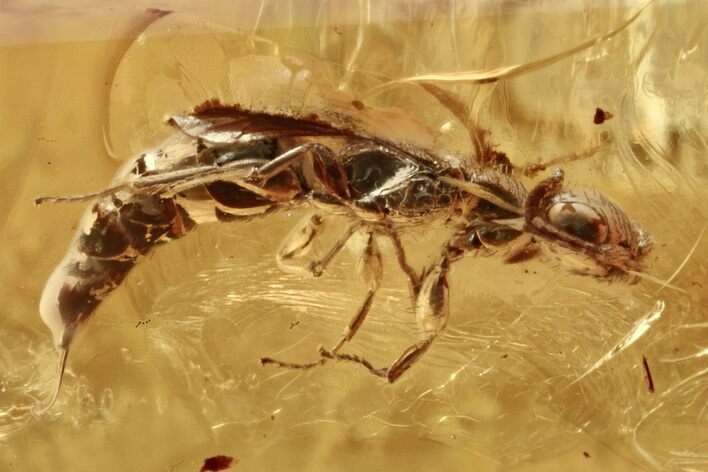 Detailed Fossil Tiphiid Wasp (Tiphiidae) In Baltic Amber - Rare #272697